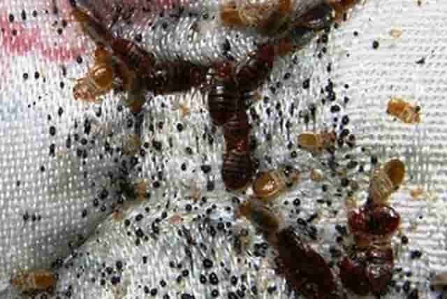 Bed Bugs on Mattress, Inside, Signs, Pictures, Get Rid, Kill, Treatment & Prevention